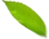 好色先生丝瓜滲濾液處理
